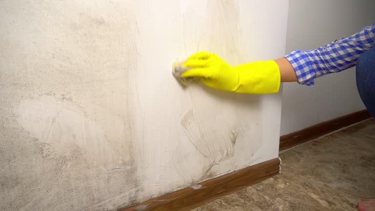  Beech Grove, IN Mold Removal Pros